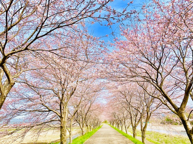 桜のトンネル